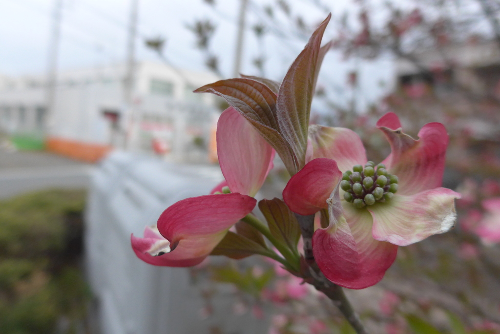 P1080439　ハナミズキ ♪