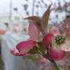 P1080439　ハナミズキ ♪