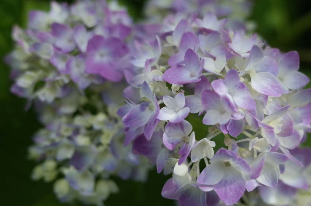 R0352369　5月の紫陽花