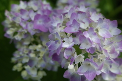 R0352369　5月の紫陽花