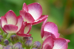 P1090522　かわいい語らい