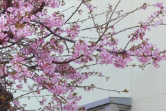 P1200147　河津桜