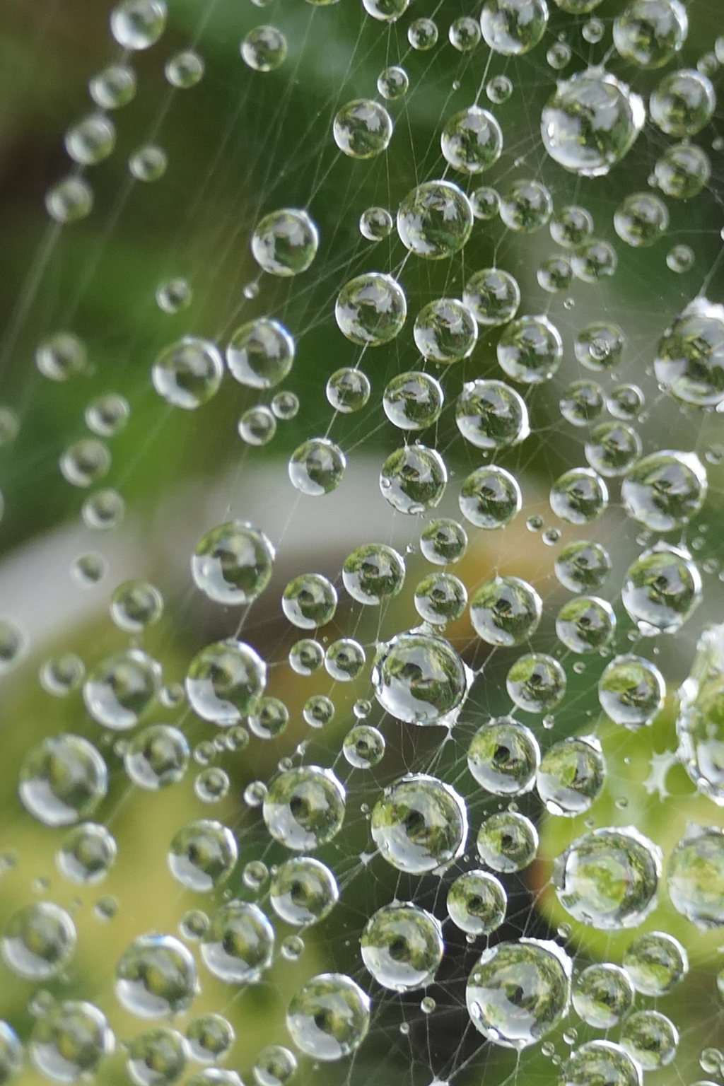 P1080842　蜘蛛の糸と雫