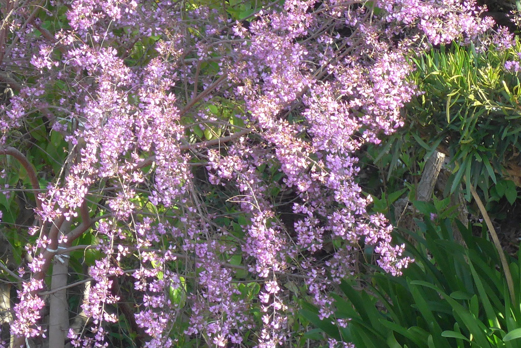 P1320466　ウンナンハギ