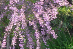 P1320466　ウンナンハギ