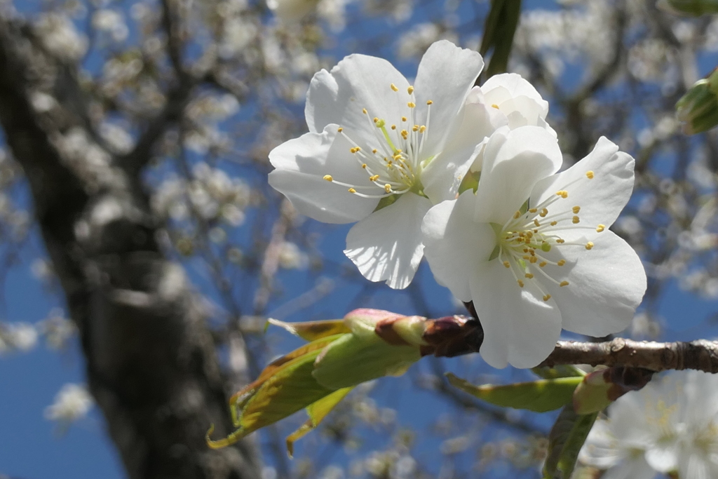 白い桜