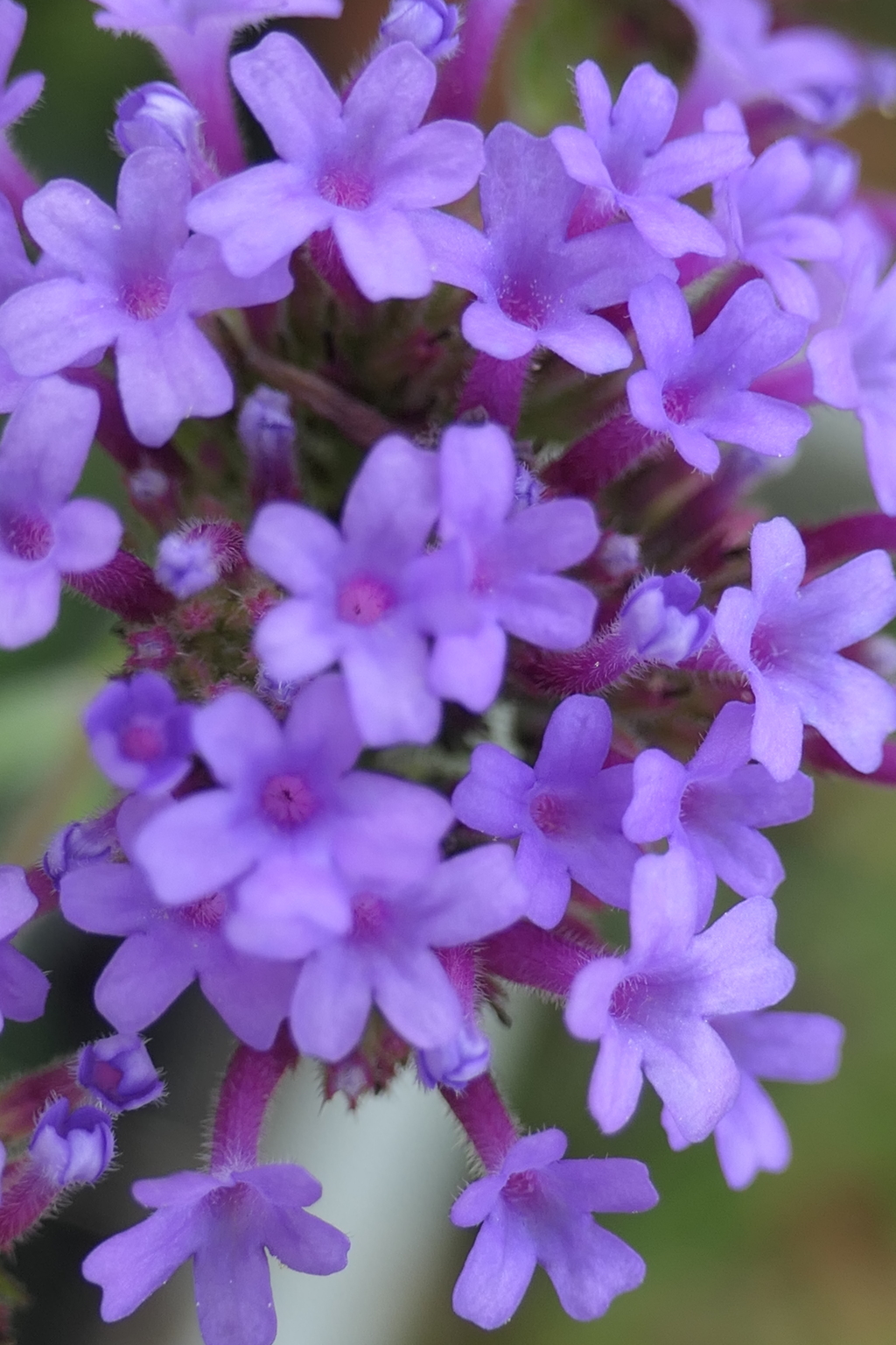 P1069163　ヤナギハナガサ