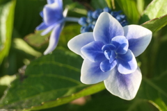 P1012369　クールな少女