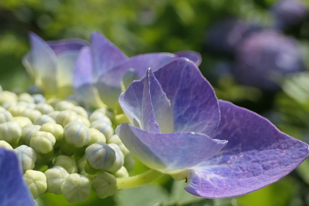 P1045841　紫陽花