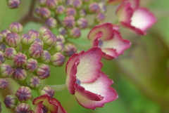 P1220749　ヤマアジサイ