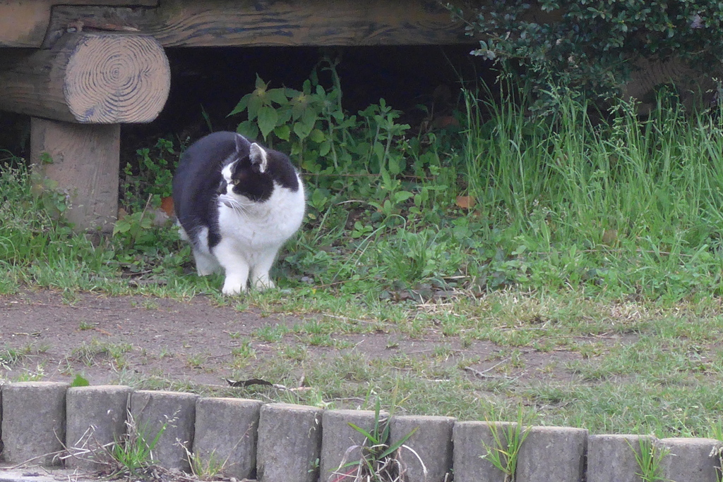 P1210273　あれ、行っちゃったニャー…
