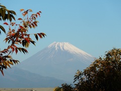 P1120828　11月27日 今朝の富士山と紅葉