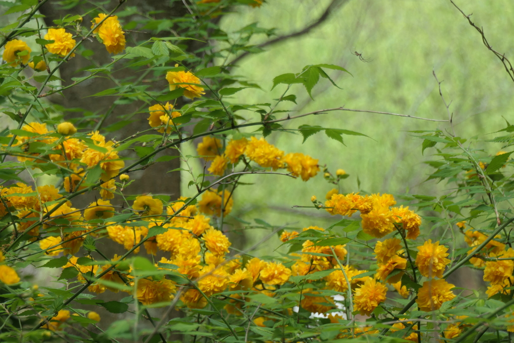 P1058168　八重ヤマブキ