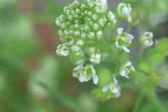 P1380569　野の花