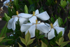 P1360069　クチナシ