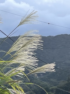 IMG_0279　秋の風に