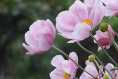 P1250245　乙女