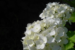 P1090860　朝日に