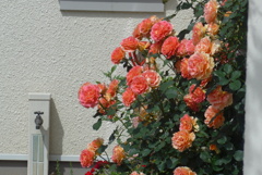 P1300362　バラの咲く家