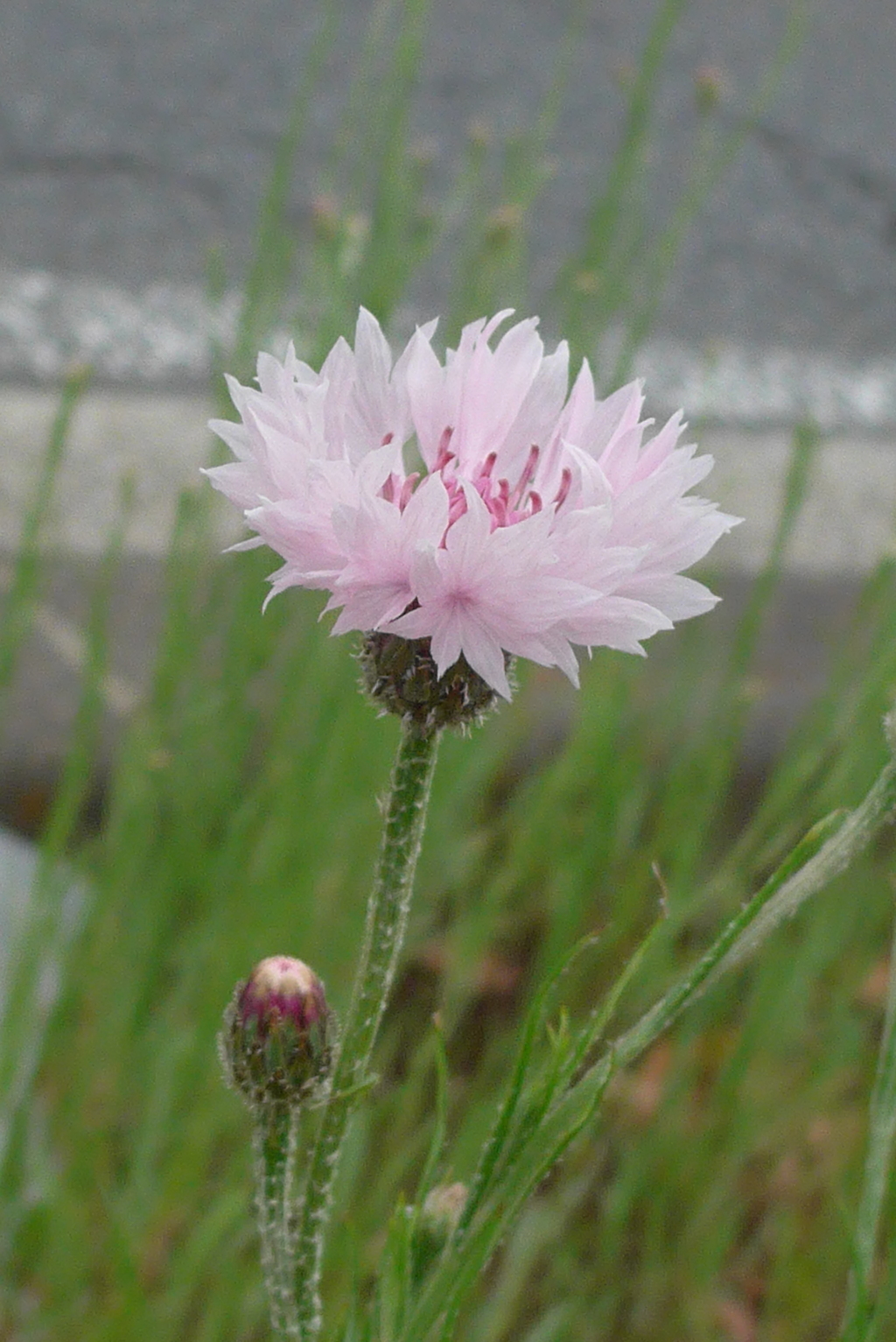 P1300190　矢車草