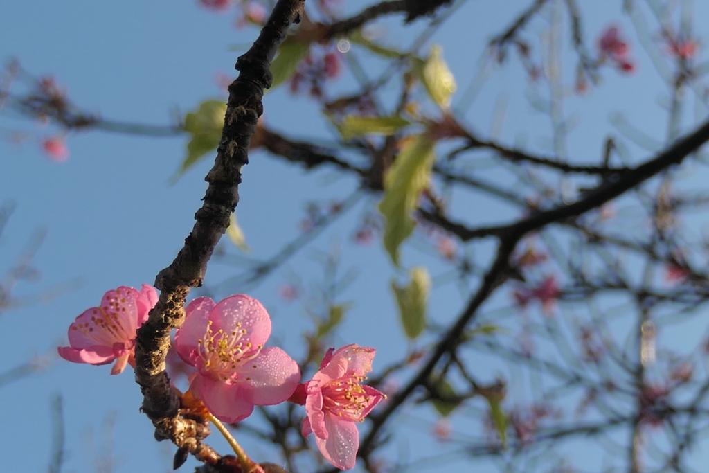 P1034925　冬の桜