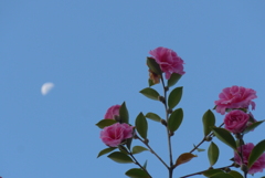 P1310810　朝の月と山茶花