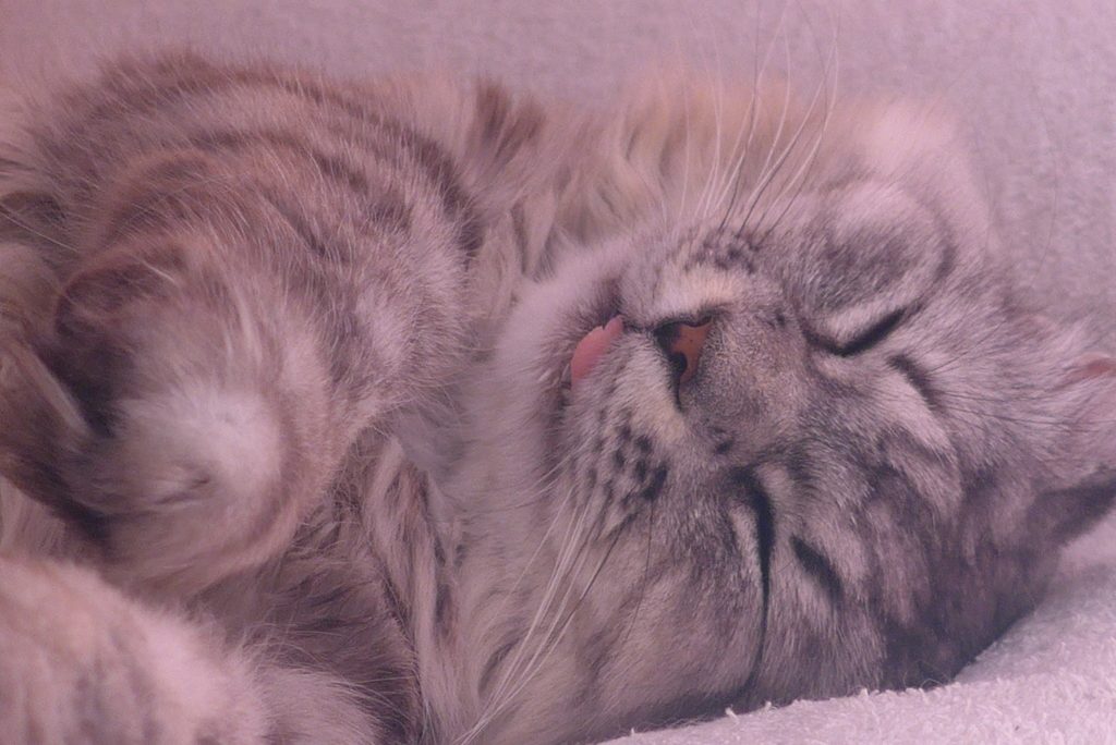 P1120991　ねむりねこ