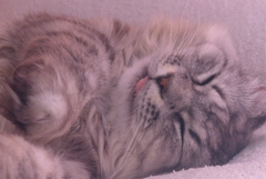 P1120991　ねむりねこ