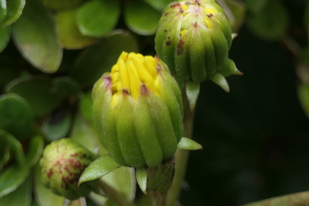 P1080863　つぼみ