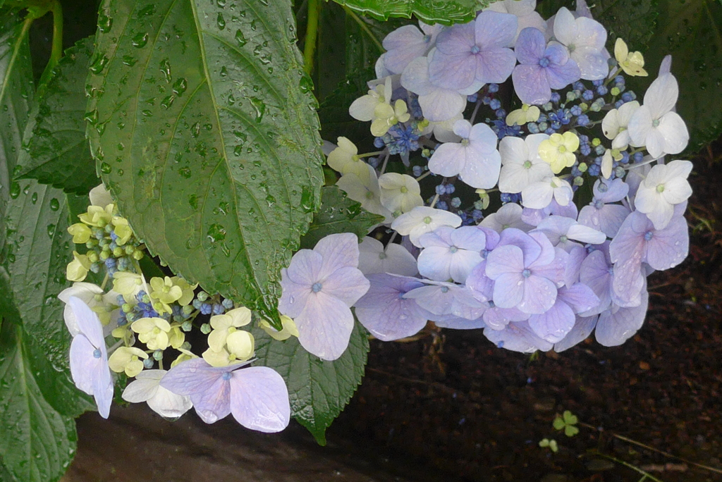 P1300709　あじさい