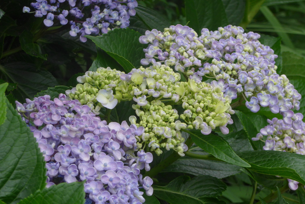 P1270605　オタフクアジサイ