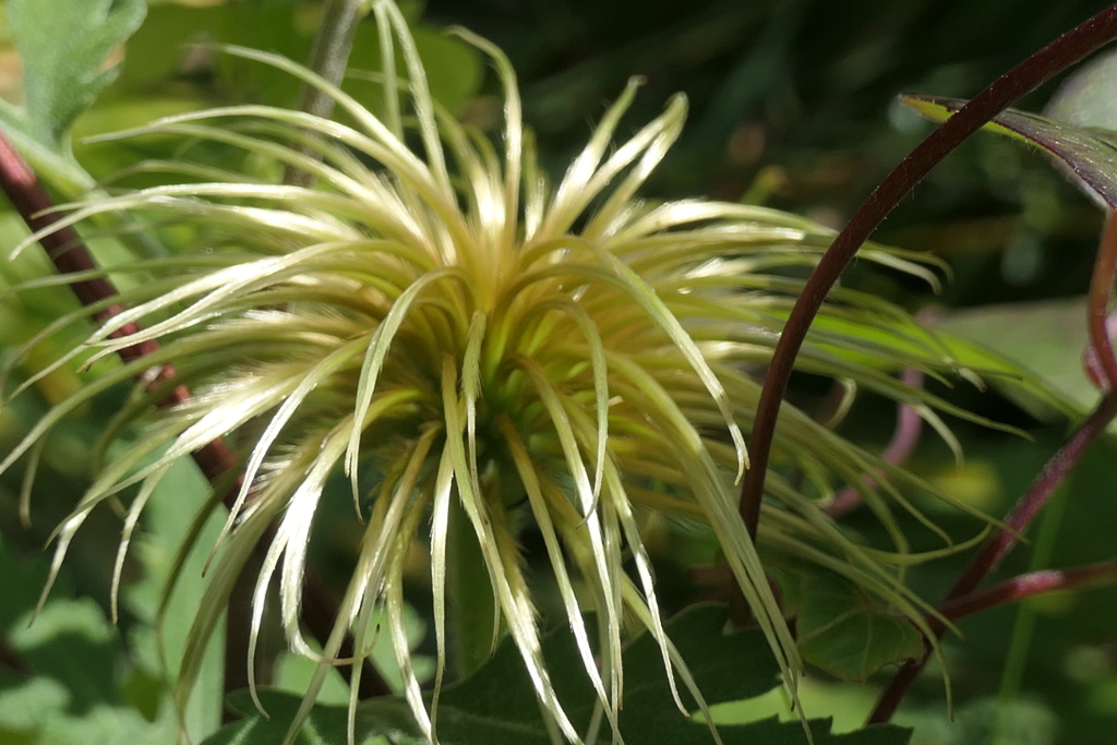 P1023730　花が終わって