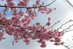 P1130627　晴れた空と河津桜