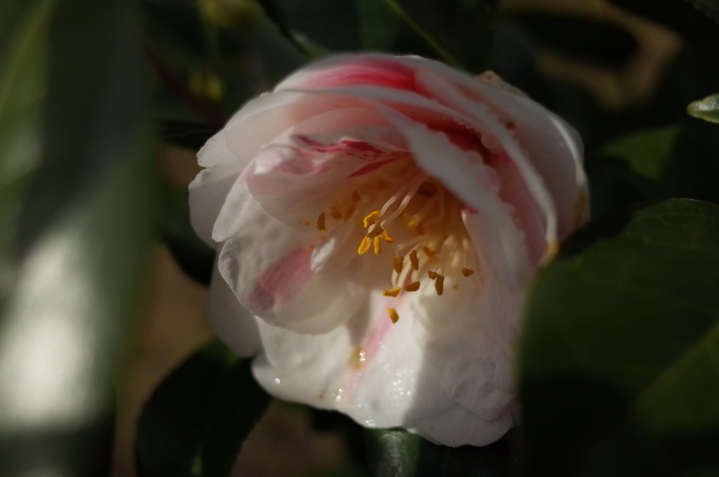 R0352155　ひそやかに