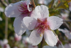 P1370889　かわいい桜