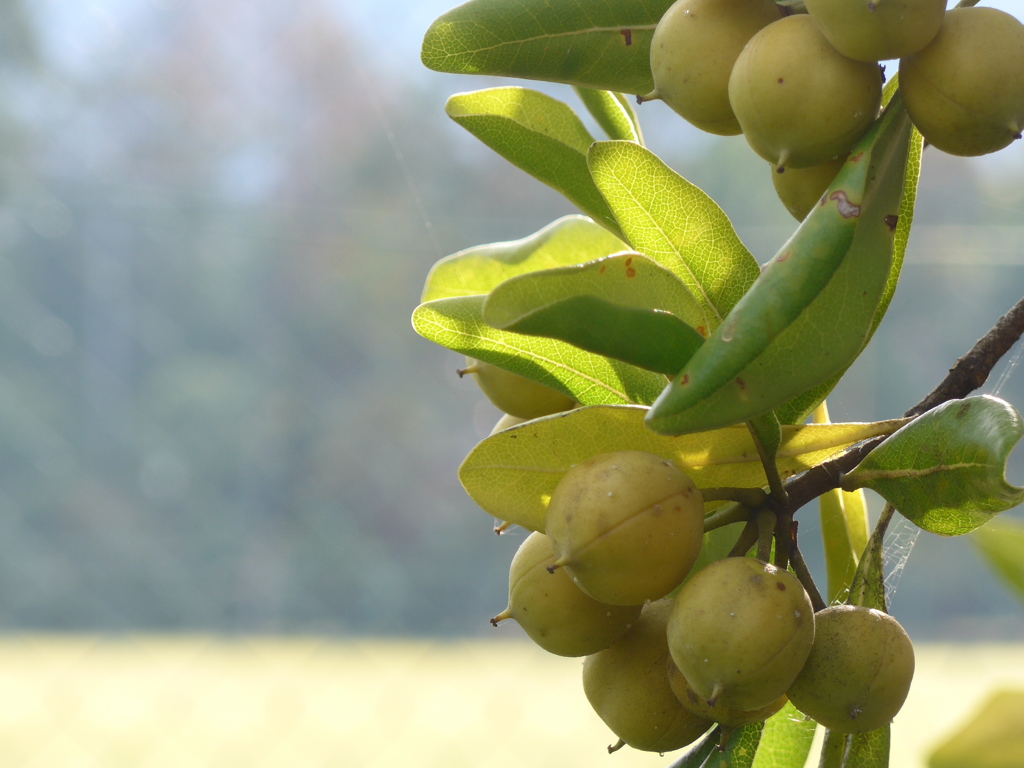 P1120194　朝陽に…