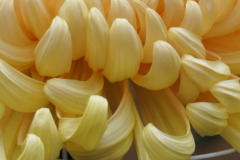 P1069452　菊
