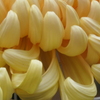 P1069452　菊
