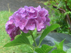 P1100012　雨の日に