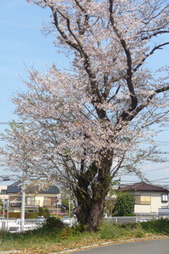 P1290870　一本桜