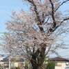 P1290870　一本桜
