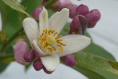 P1300303　レモンの花