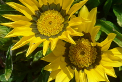 P1270661　夏の花