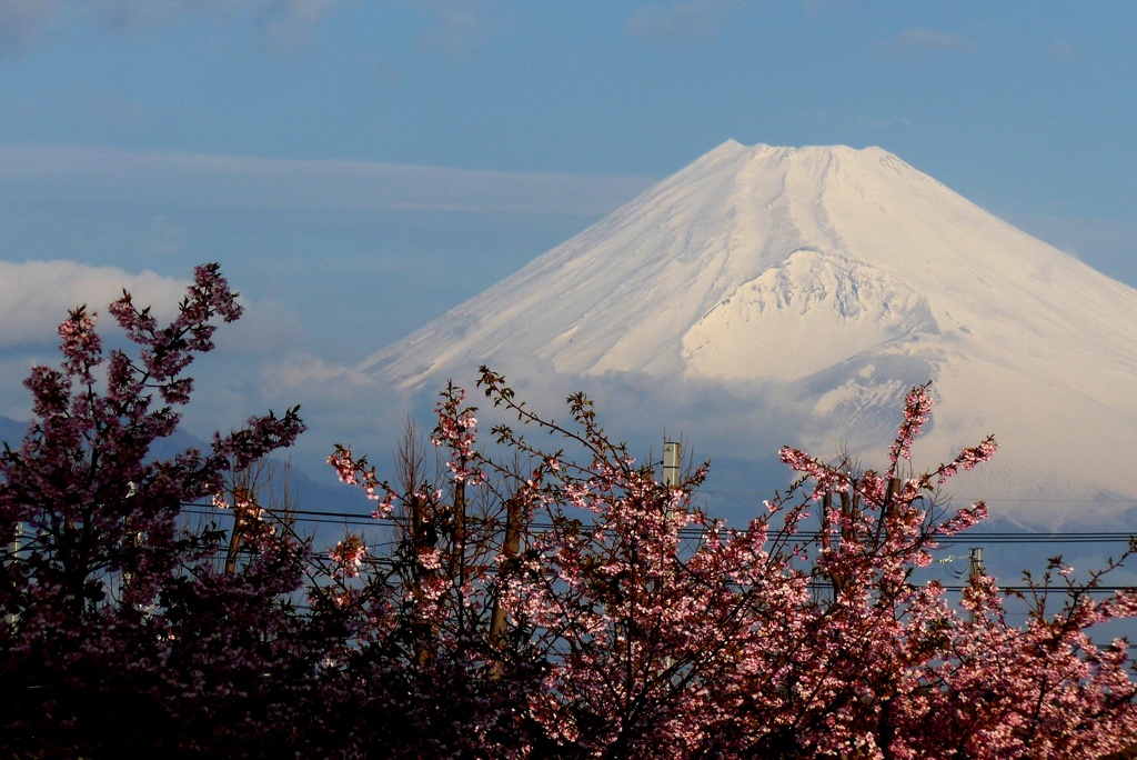 P1200431　2月22日 河津桜と今朝の富士山
