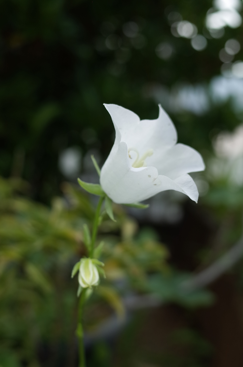 R0353071　桃葉桔梗