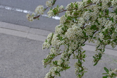 P1270200　ピラカンサスの花