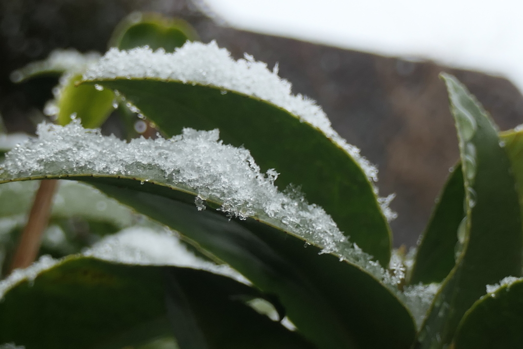 P1023214　雪が降りました