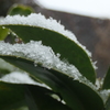 P1023214　雪が降りました