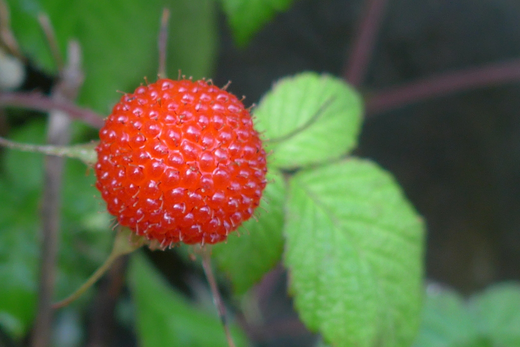 P1220509　野いちご