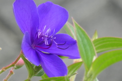 P1022833　シコンノボタン